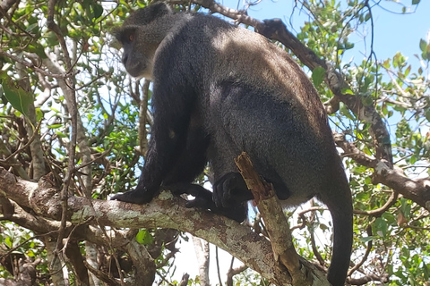 Zanzibar: Las Jozani i bar plażowy Kae Funk Sunset