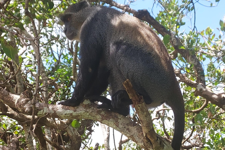 Zanzibar: Las Jozani i bar plażowy Kae Funk Sunset