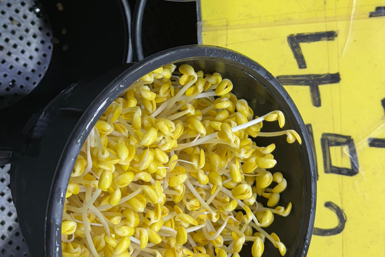 Seul: passeio histórico e gastronómico por Suwon com chá e sobremesa reais