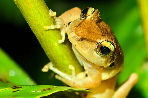 Monteverde: Night Tour with Night Vision Goggles