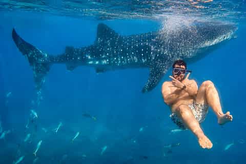 Cebu: Ocean Trilogy – Whale Sharks, Sumilon & Pescador - Image 3