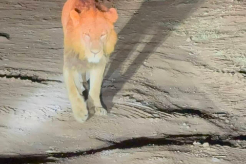 Nairobi National Park Night Safari with Armed Rangers