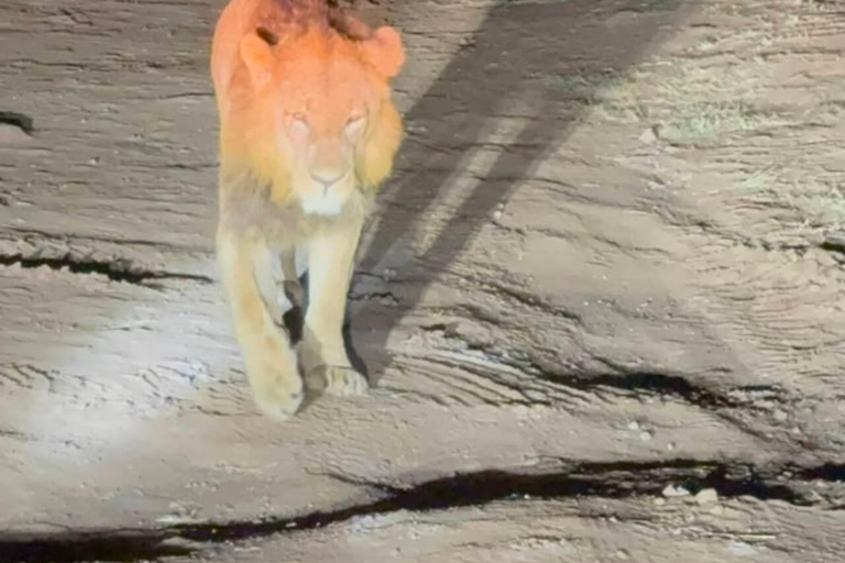 Nairobi National Park Night Safari with Armed Rangers