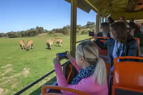 From Melbourne: Werribee Open Range Zoo & Werribee Mansion