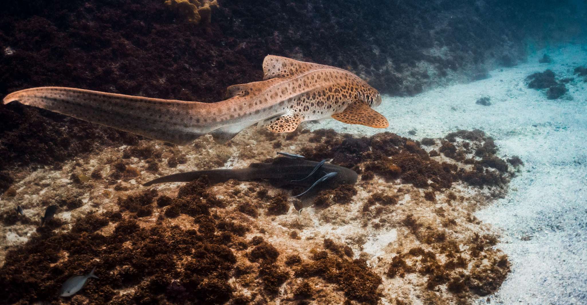 Byron Bay: Snorkeling Tour at Julian Rocks, Nguthungulli photo 12