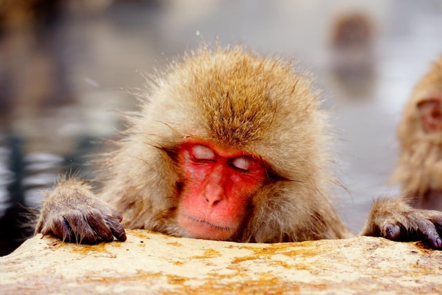 Nagano Snow Monkey Day Trip from Tokyo by Bullet Train