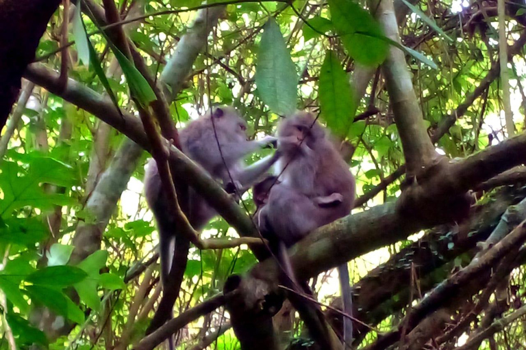 Lombok: Pick-up Port/Airport +Waterfall Tour+ Drop off Hotel Bangsal Port + Waterfall Tour + Drop-off Kuta Lombok Area