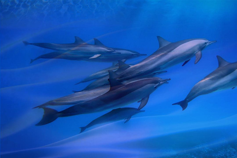 Tour privado: Delfines y Safari Azul en la Isla de Pungume