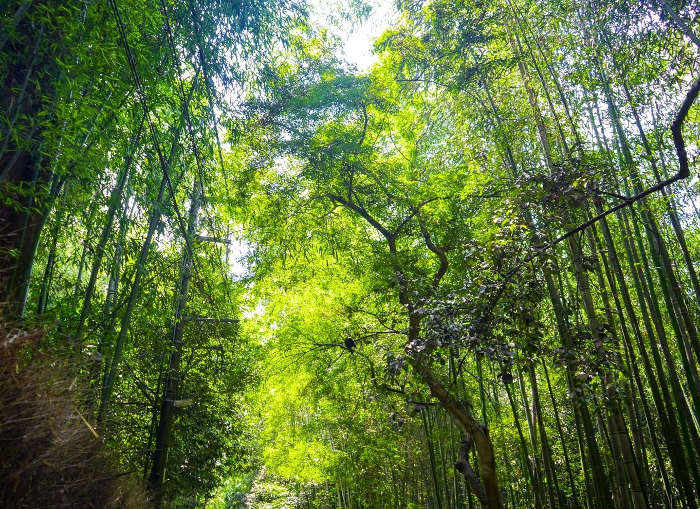 Fra Osaka/Kyoto: Kyoto og Nara 1-dags guidet tur