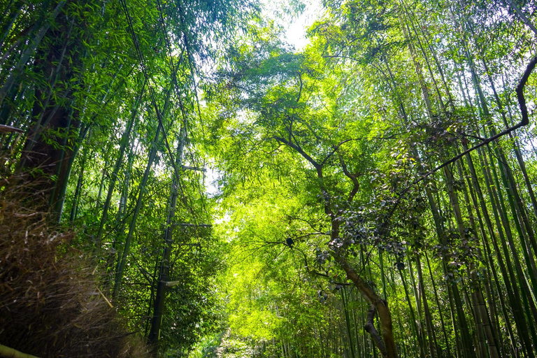 From Nagoya: Kyoto Day Tour with Kobe Beef Shabu-Shabu Lunch