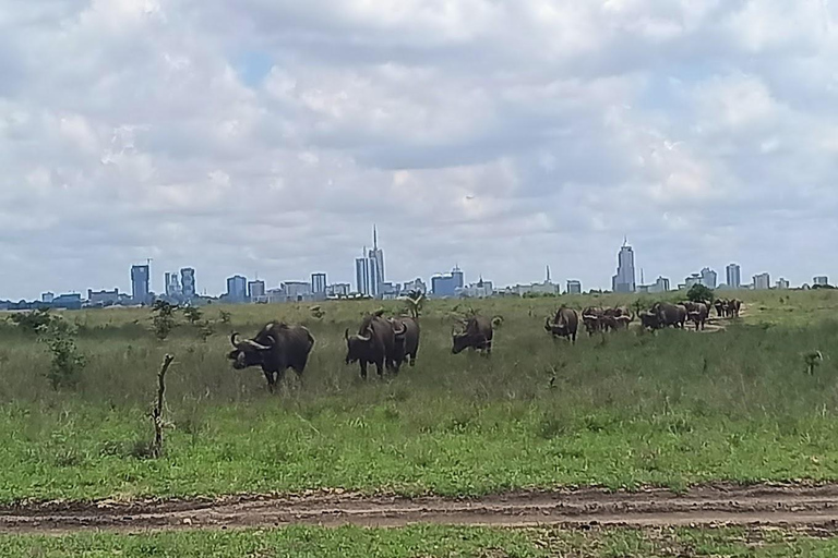 Nairobi National Park Morning Drive with free pick up