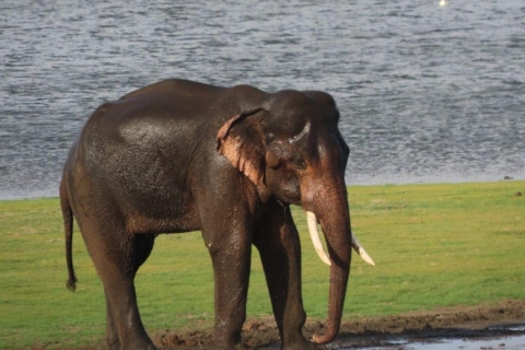 Safari w Parku Narodowym Minneriya/Kaudulla/Hurulu
