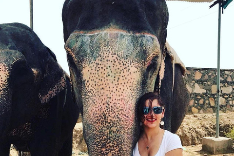 Jaipur: Hathigao Elephant Village Ride, Feeding, & Photos Riding, Feeding, Climbing And Photography with Elephant