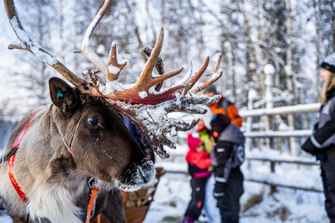 Rovaniemi: Besuch einer lokalen Rentierfarm mit 2 km Schlittenfahrt