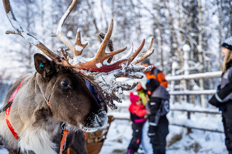 Rovaniemi: Lokaal bezoek aan een rendierboerderij met 2 km sledetocht