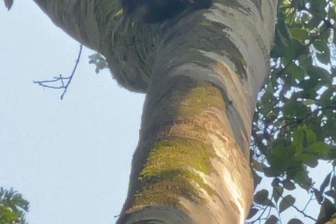 Dagsutflykt Bunyonyi-sjön - Kalinzu Forest Chimpansvandring