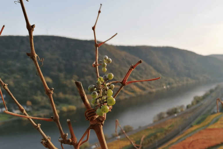 Koblenz: The Living Vineyard, Nature & Wine Enjoyment