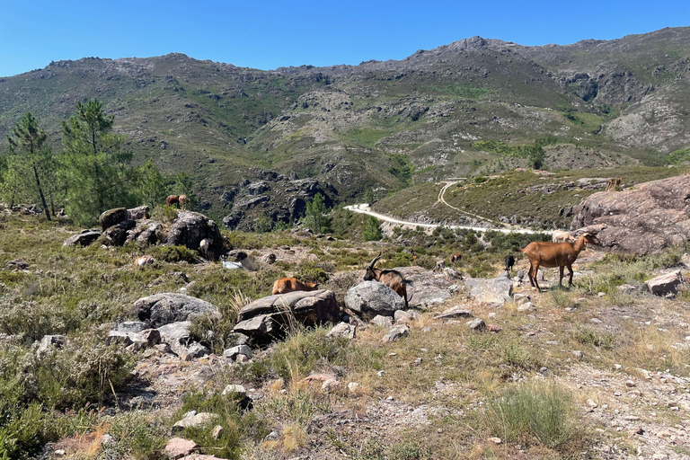 Porto: nuoto, escursioni, picnic nel Parco Nazionale di Gerês