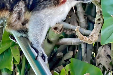 Feed Wild Monkeys on Panama Canal at Monkey Island Adventure No Hotel Pickup