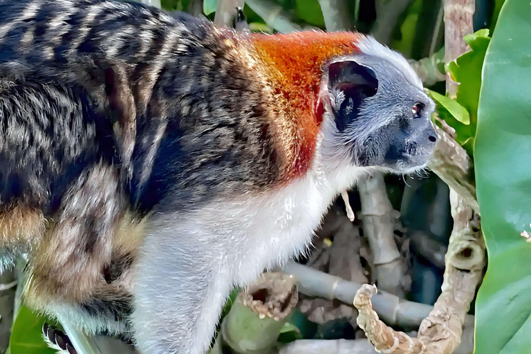 Feed Wild Monkeys on Panama Canal at Monkey Island Adventure No Hotel Pickup