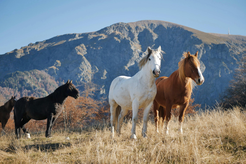 Goyave: Horseback Riding Tour with Mountains and Ocean Views