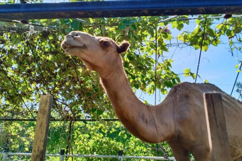 Penang Village Fun: Congkak Game, Local Treat & Petting Zoo