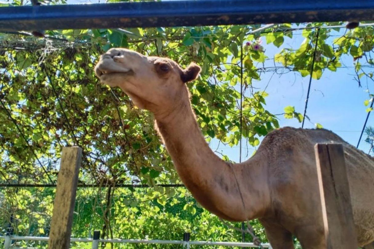 Penang Village Fun: Congkak Game, Local Treat & Petting Zoo