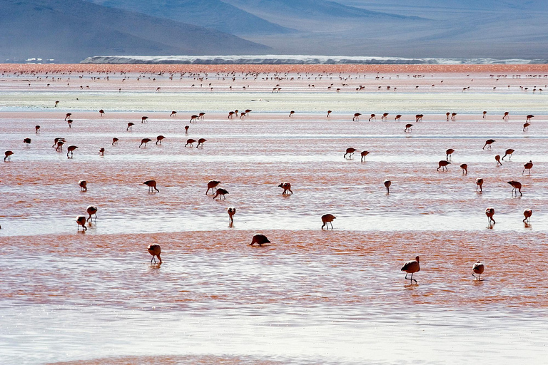 PROGRAM 3 DAYS 2 NIGHTS UYUNI- UYUNI SHARED SERVICE