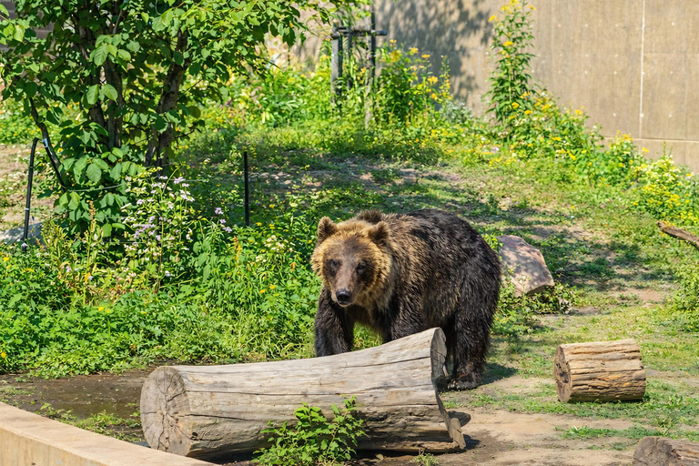 Hokkaido Asahiyama Zoo & Blue Pond Tour & Ningle Terrace 8:00 am meet at Odori Park subway station exit 31