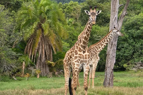 Au départ de Zanzibar : 2 nuits et 1 jour PARC NATIONAL DE MIKUMI ( 3 JOURS )