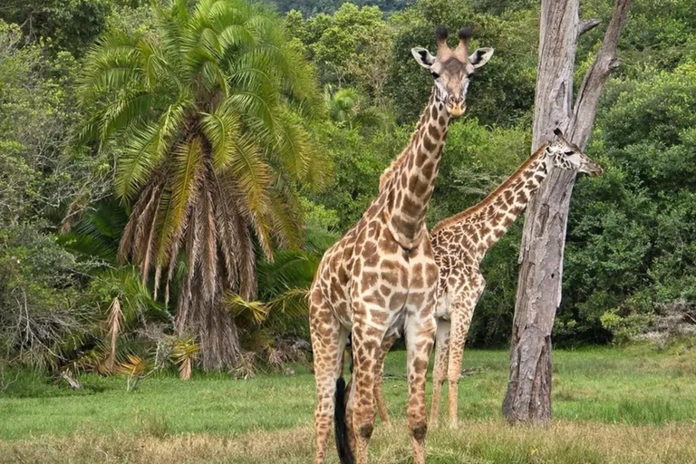 Från Zanzibar: 2 nätter 1 dag MIKUMI NATIONALPARK (3 dagar)