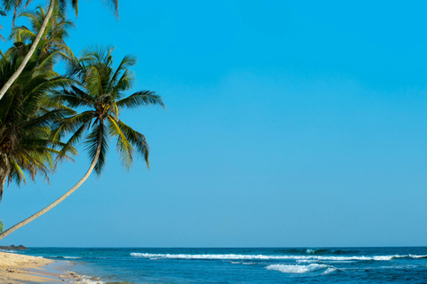 Sri Lanka: 9-Day Honeymoon Tour with Accommodation
