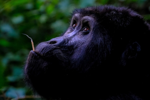 3 days gorilla trekking and lake Bunyonyi relaxation Guided shared gorilla tour in English
