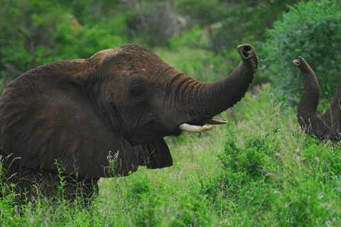 Mombasa: Tsavo West Overnight Safari & Night Drive at Ziwani