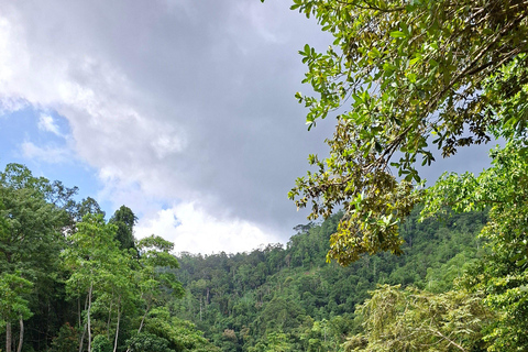 From Bentota: Sinharaja Forest Trekking with Waterfall Bath Pick up from Ahungalla / Bentota