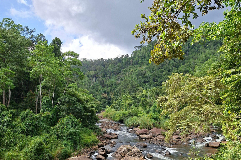 From Bentota: Sinharaja Forest Trekking with Waterfall Bath Pick up from Ahungalla / Bentota