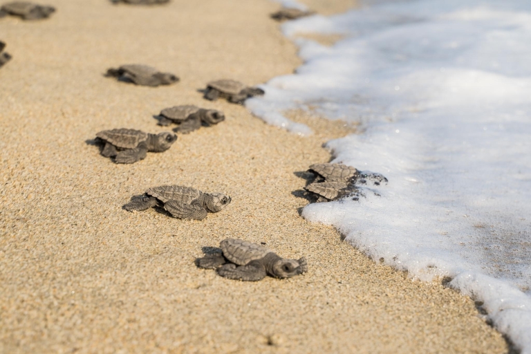 Puerto Escondido: Doświadczenie w uwolnieniu żółwia