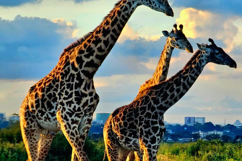 Nairobi National Park Half-Day Safari – Wildlife Game Drive