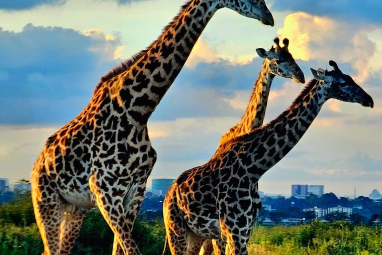Nairobi National Park Half-Day Safari – Wildlife Game Drive