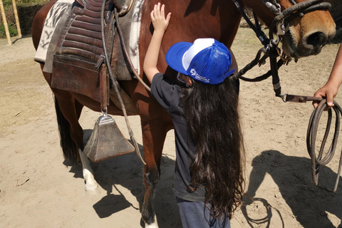 Ica Tour: Tradition and horseback riding of the Peruvian Paso Horse