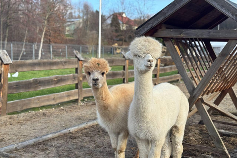 Krakow: Magical day with Alpacas, Castle & Sunset on Water