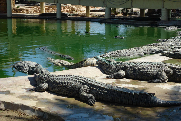 Djerba en 1 día: recorrido por la isla, lugares auténticos y Parque de los Cocodrilos.Djerba en 1 día: recorrido por la isla, lugares auténticos y parque de cocodrilos