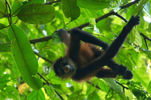 Parc national du Corcovado, station San Pedrillo, randonnée d&#039;une journée