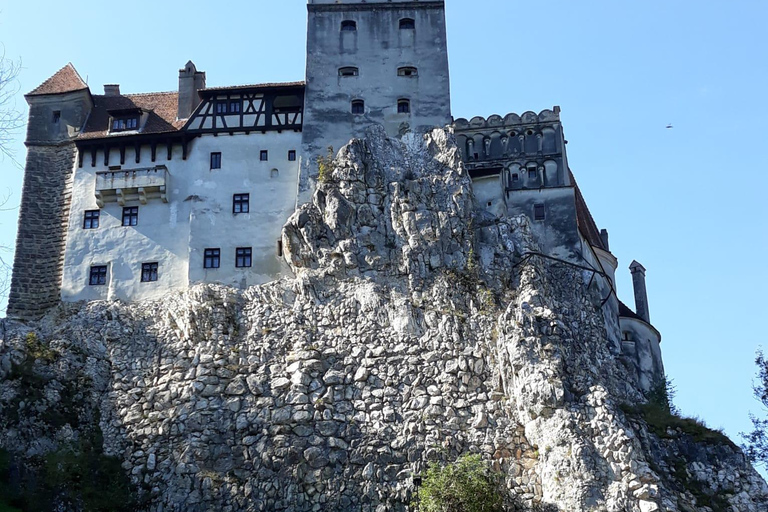 From Bucharest: Dracula's Castle & Bear Sanctuary Day Tour