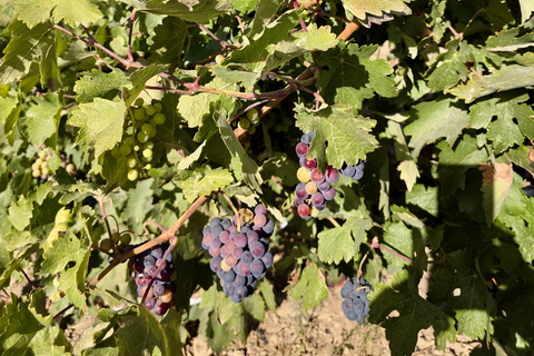 From Madrid to Castilla & León: Hidden Vineyards and Towns