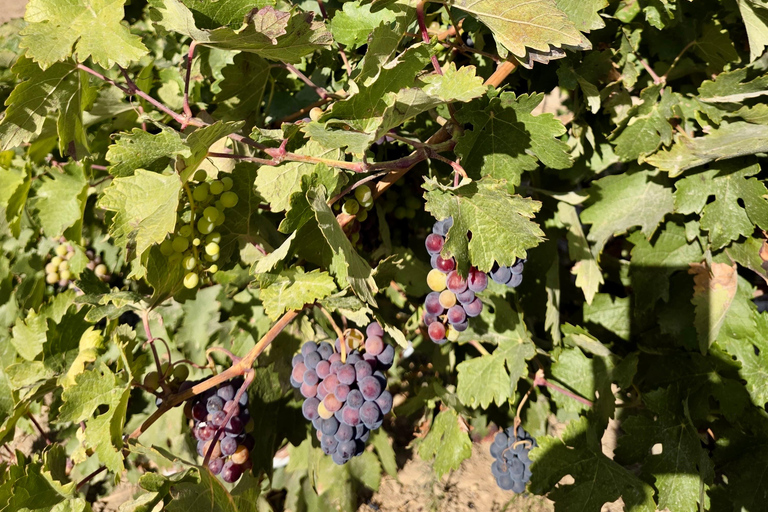 From Madrid to Castilla & León: Hidden Vineyards and Towns