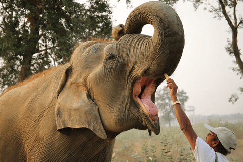 Desde Agra: Excursión al Taj Mahal con conservación de elefantesRecorrido sólo con conductor y guía