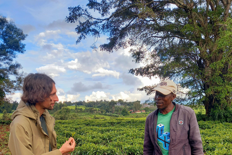 Nairobi: excursão de meio dia a uma fazenda de chá com almoço e degustação de chá.Nairóbi: Passeio de meio dia para tomar chá com almoço e degustação de chá.