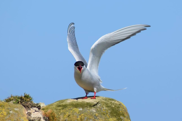 Seahouses: Longstone Lighthouse and Farne Islands Tour