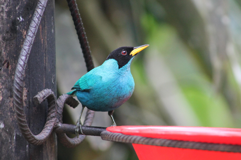 Cali: kolibrieparadijs op aardeCali: Kolibrie kijken en fotograferen